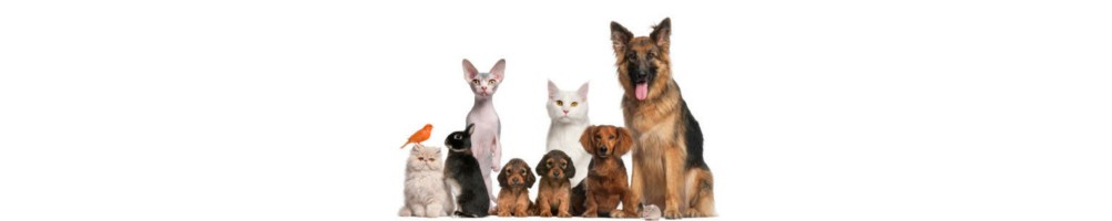 Prodotti monouso per veterinaria all'ingrosso disponibili online con consegna in tutta Italia.