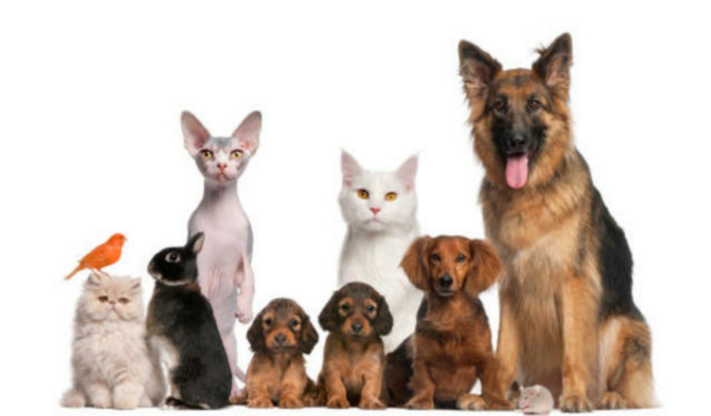 Veterinaria